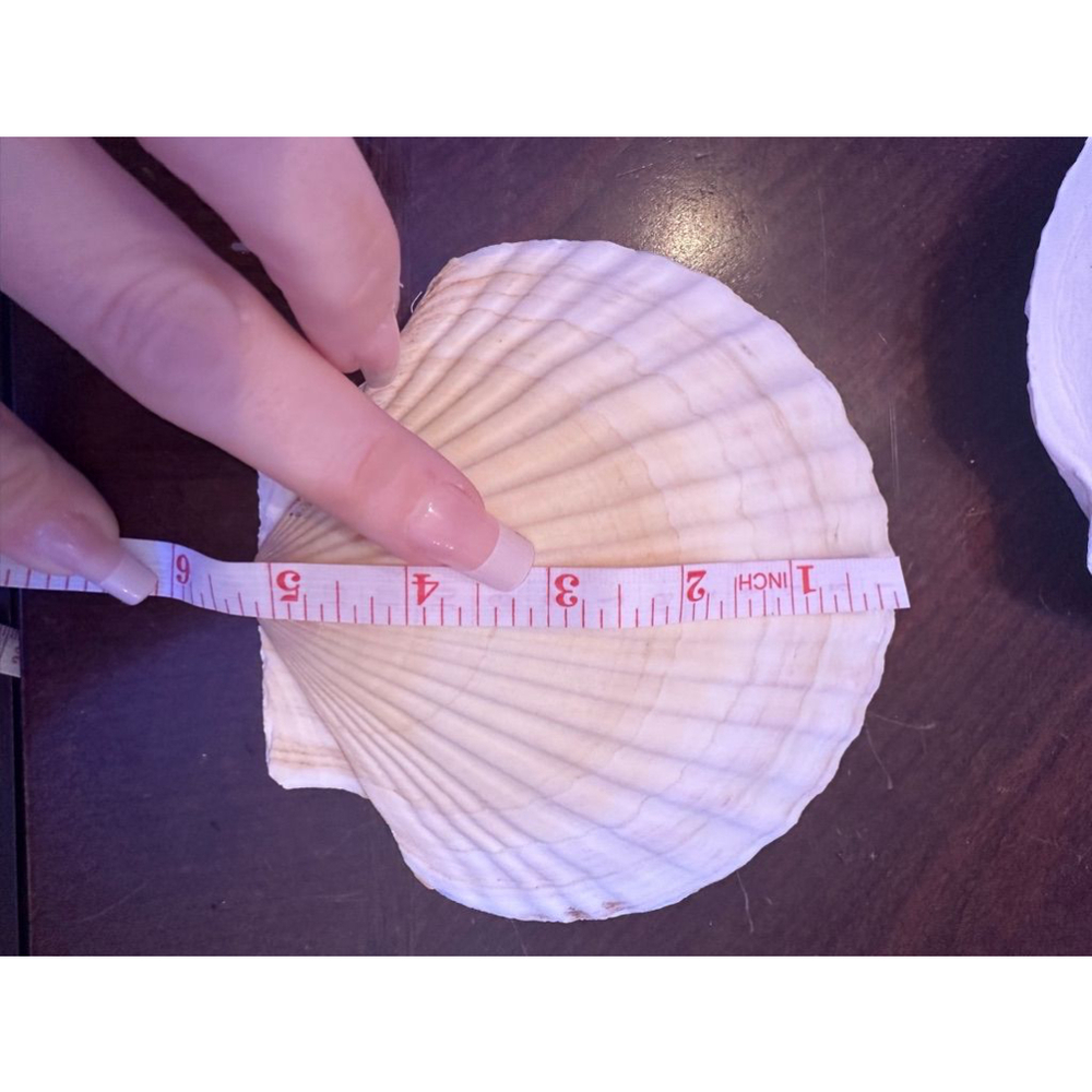 Scallop Shells White Natural Seashell 8 PCS for DIY 5”